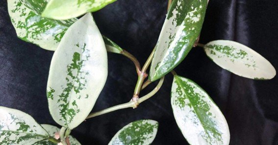 hoya ah 074 silver