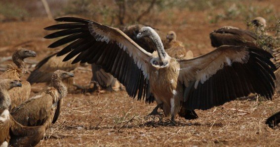 why vultures are important conclusion 5th grade